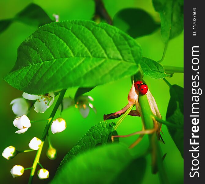 Pair of ladybugs on a branch of blossoming bird-cherry among green leaves and buds of flowers close-up. Selective focus, blurred vignette. Pair of ladybugs on a branch of blossoming bird-cherry among green leaves and buds of flowers close-up. Selective focus, blurred vignette.