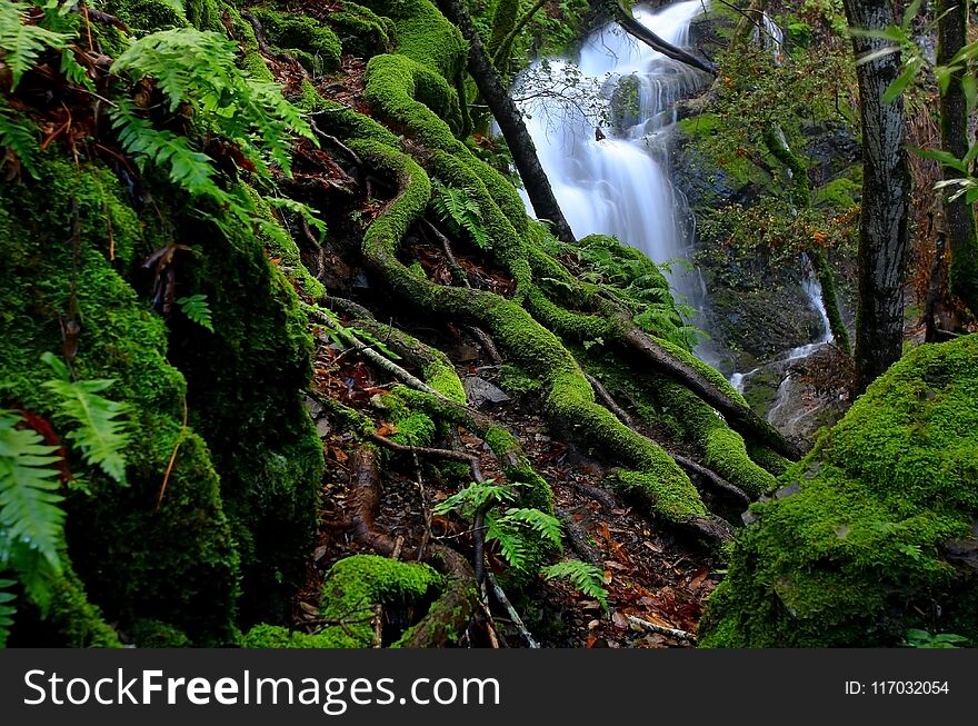 An image taken after a heavy rain at Uvas Canyon park located in Northern California`s Santa Cruz mountains. An image taken after a heavy rain at Uvas Canyon park located in Northern California`s Santa Cruz mountains.