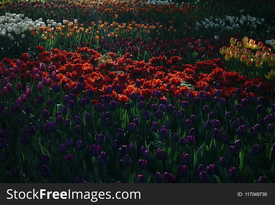 A glade in the garden with multi-colored tulips. In the sun.