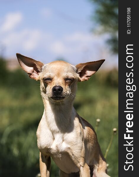 Russian Smooth-coated Toy Terrier Set His Ears Apart