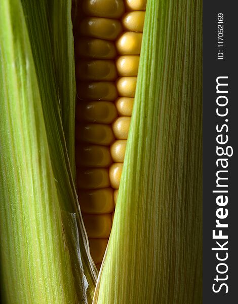 Fresh sweet corn on cobs . Healthy organic food.