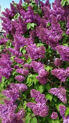 Beautiful Blooming Lilac Bush In Springtime Stock Image Beautiful Blooming Lilac Bush In Springtime Stock Image