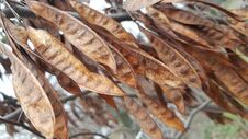 Brown And Gold Dried Acacia Pods On The Tree In Fall Season Royalty Free Stock Photography Brown And Gold Dried Acacia Pods On The Tree In Fall Season Royalty Free Stock Photography