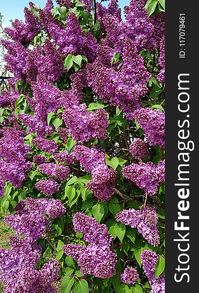 Beautiful lilac flowers with fresh green leaves in spring blooming season. Luxuriant lilac with numerous flowers. Beauty of nature. Lilac bush gardening. Beautiful lilac flowers with fresh green leaves in spring blooming season. Luxuriant lilac with numerous flowers. Beauty of nature. Lilac bush gardening.