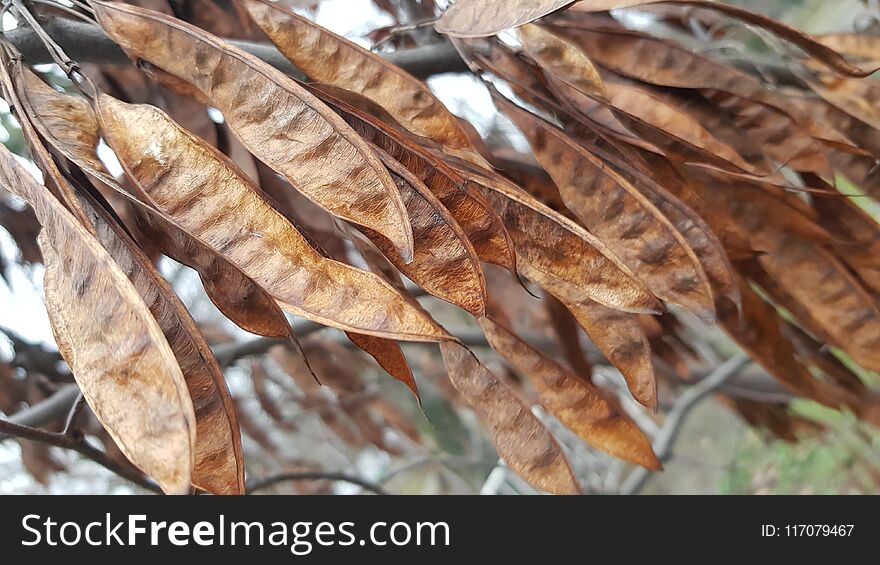 Brown and gold dried acacia pods on the tree in fall season