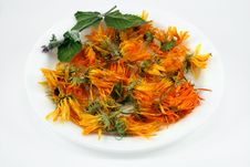 Dry Flowers Of A Calendula Stock Photography Dry Flowers Of A Calendula Stock Photography