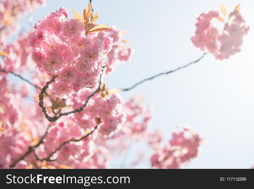 Selective Focus Photography Of Pink Petaled Flowers