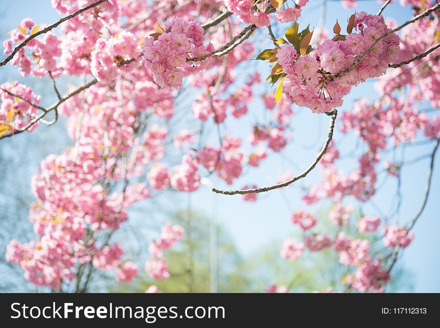 Tilt-shift Photography Of Cherry Blossoms