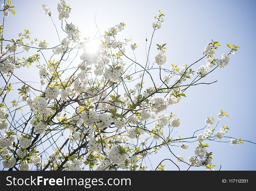 Yellow Petaled Flower Tree