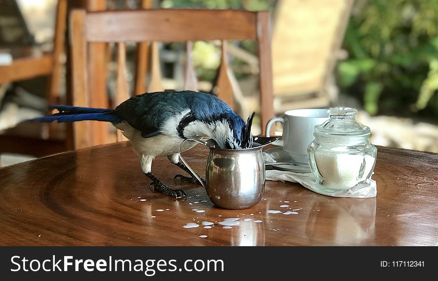 Bird Beside Container On The Table