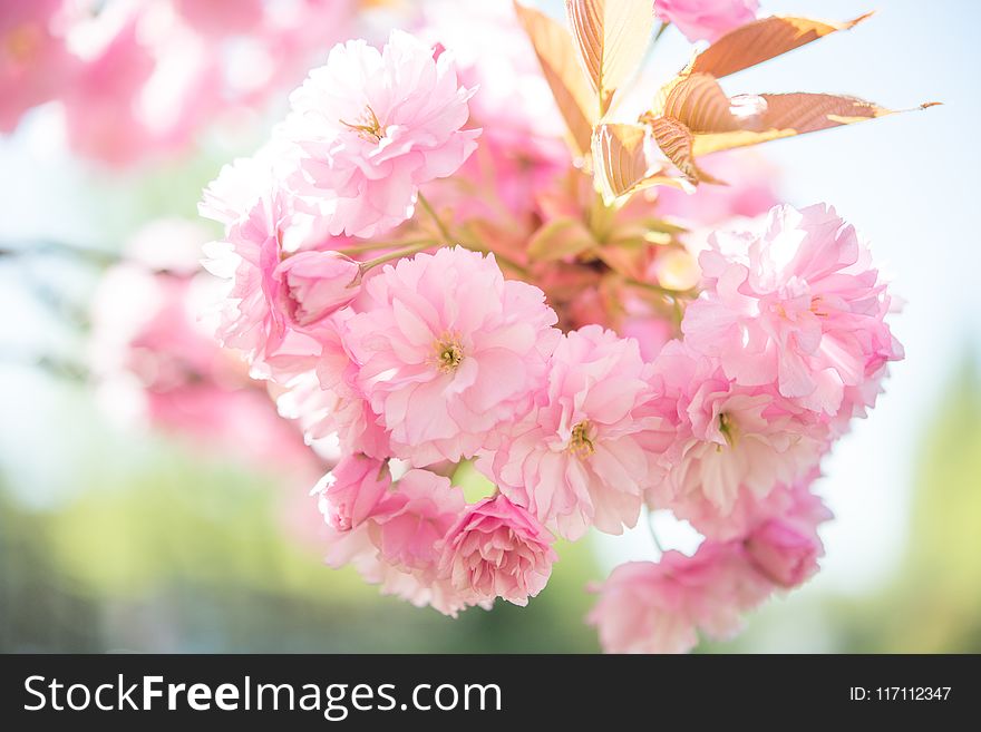 Photo of Pink Petaled Flowers