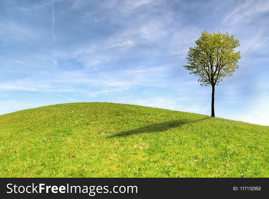 Green Tree on Green Grass Field Under White Clouds and Blue Sky