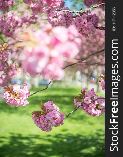 Selective Focus Photo Of Pink Flowering Trees