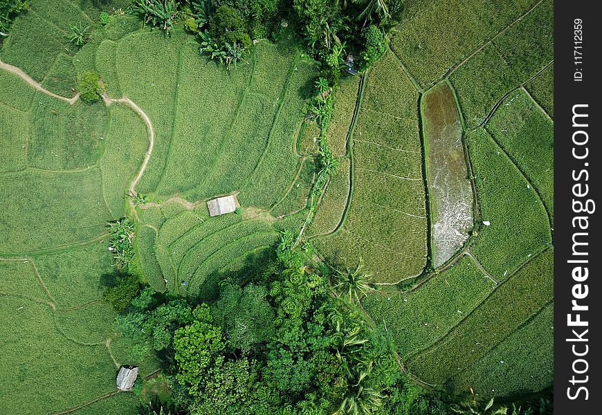 Aerial Photography of Green Field