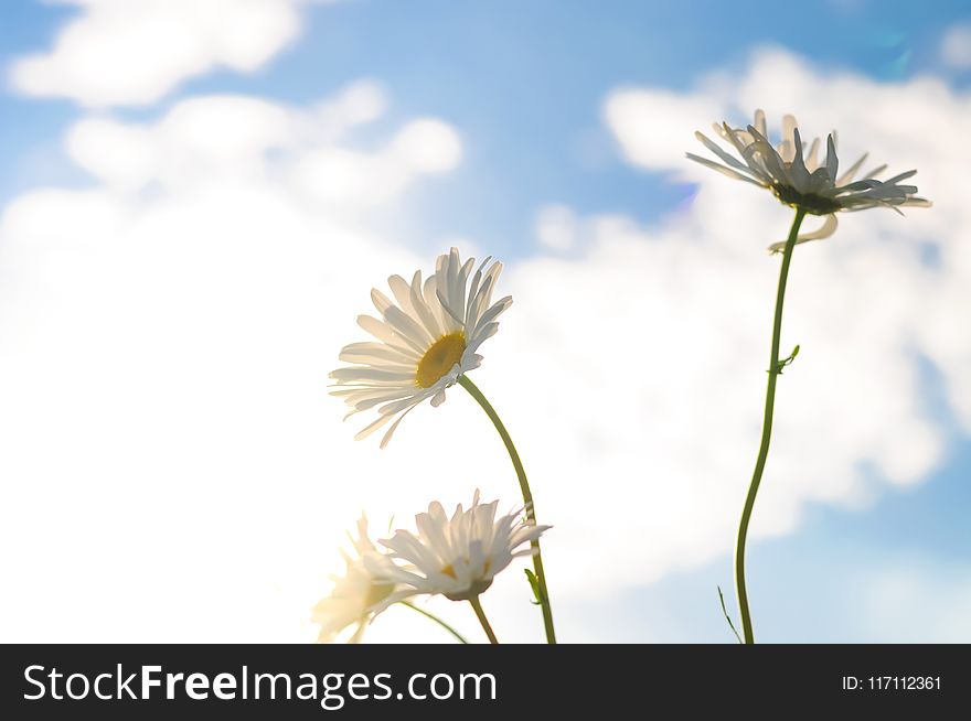 Shallow Focus Photography of Three White Daisies