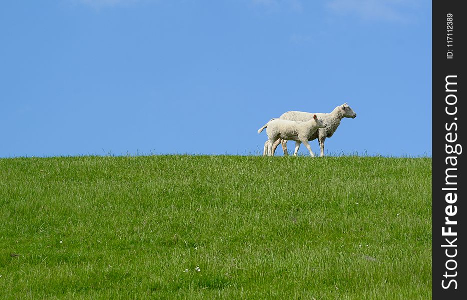 Two White Sheep on Grass Field