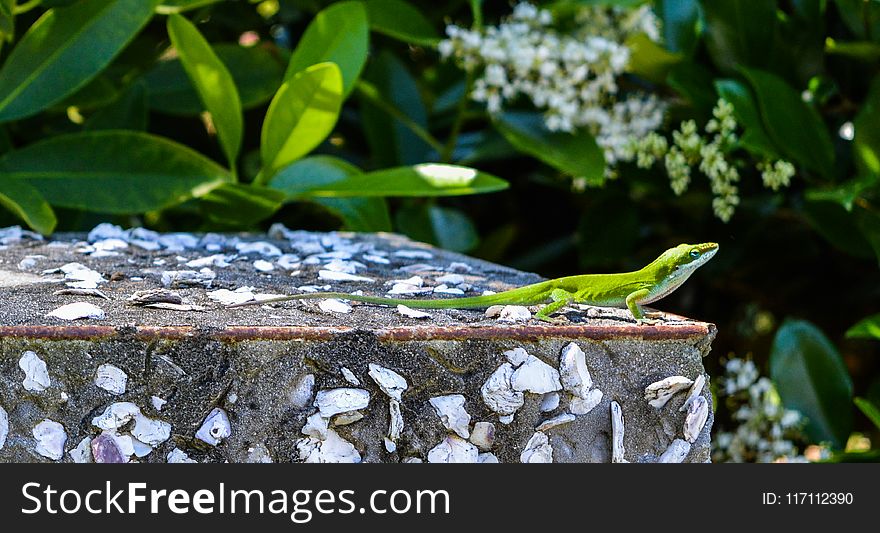 Green Lizard on Top of Gray Surface