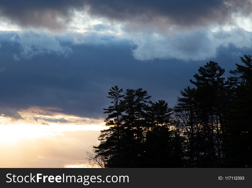 Silhouette Of Trees In Front Of Cloudy Sky