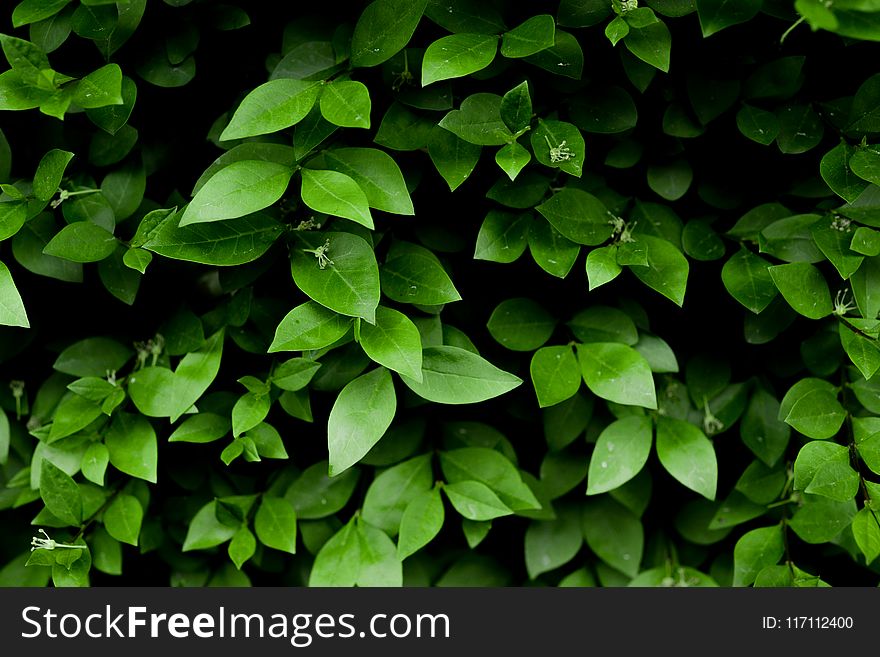 Photo of Green Leafy Plant