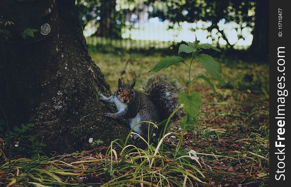 Grey Squirrel at Ground