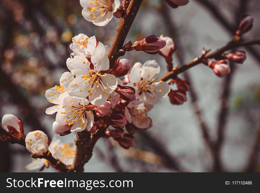 Shallow Photography Of White Flowers