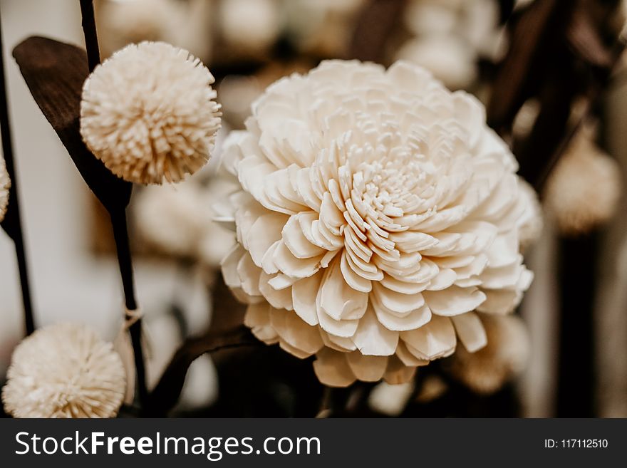 Sepia Photography Of Flowers