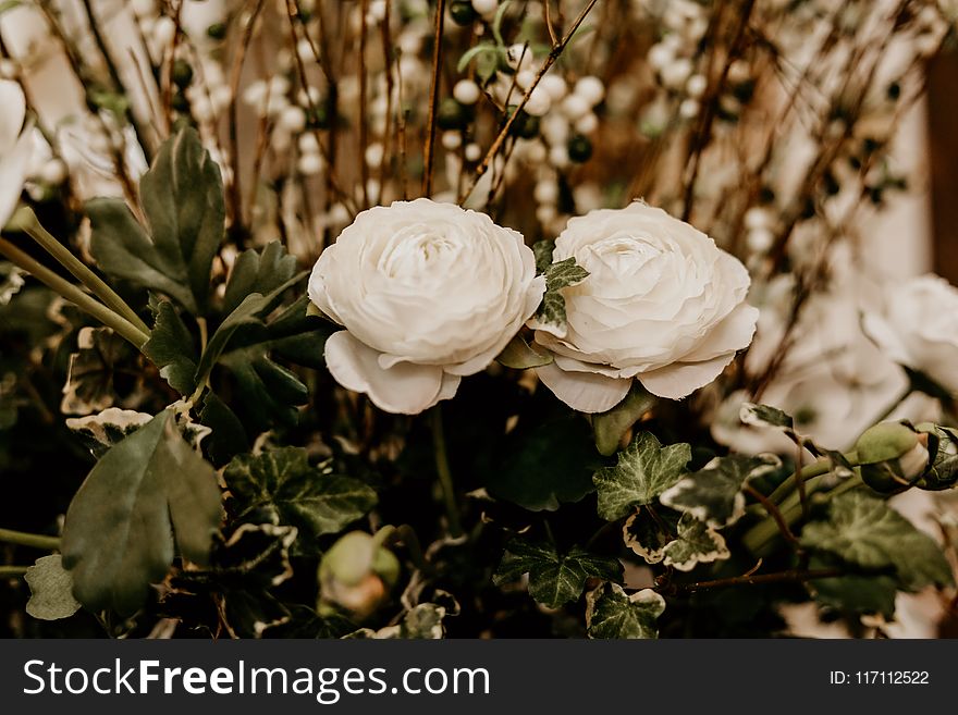 Selective Focus Photography of Two White Petaled Flowers