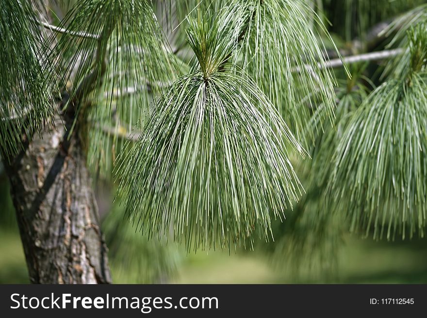 Selective Focus Photo of Pine Tree