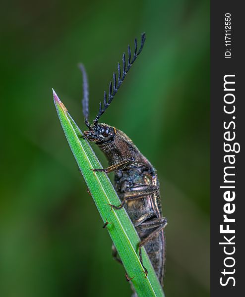 Selective Focus Photography of Black Leaf-horned Beetle Perched on Green Leaf