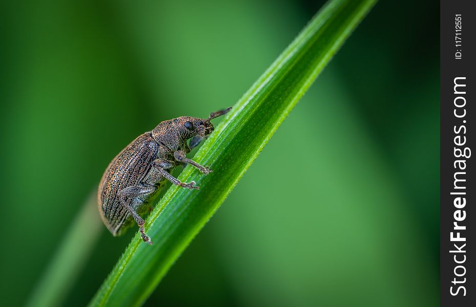 Macro Photo of Brown Weevil Perched on Green Leaf