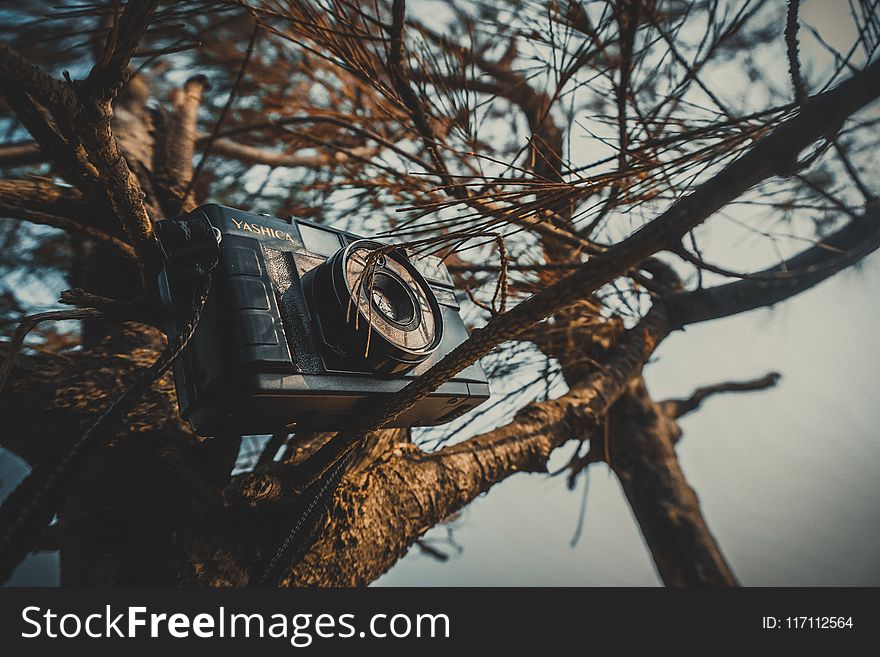 Black Mirroless Camera on Tree