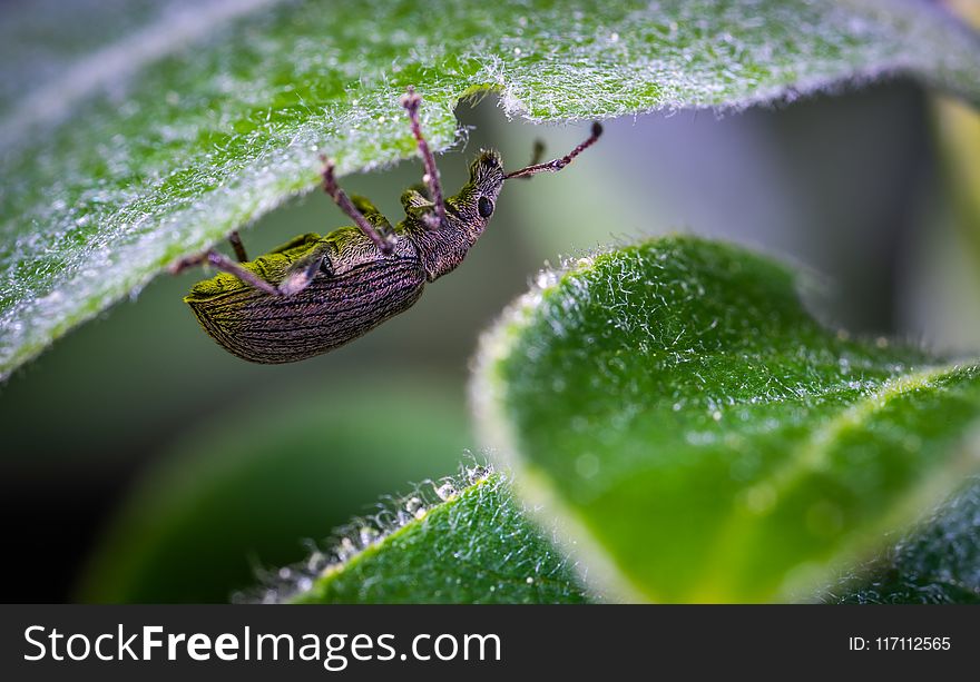 Selective Focus Photography of Black Zophobas Morio Beetle Perched Under Green Leaf
