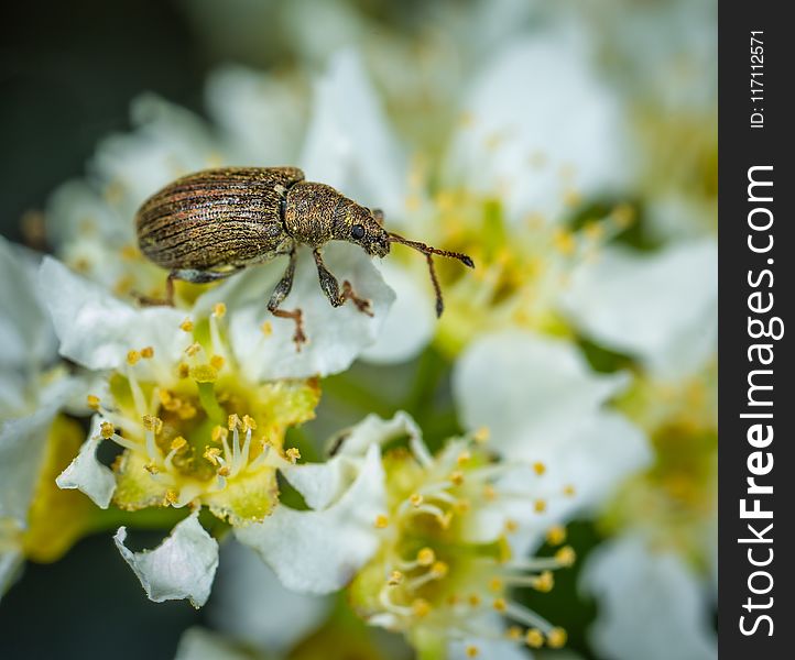 Brown Weevil Perched on White Flower