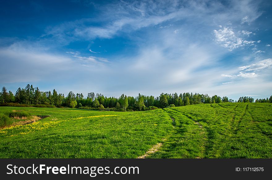 Grass Field Near Field Of Trees