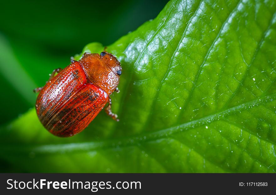 Selective Focus Photography Of Red Beetle Perched On Green Leaf Plant