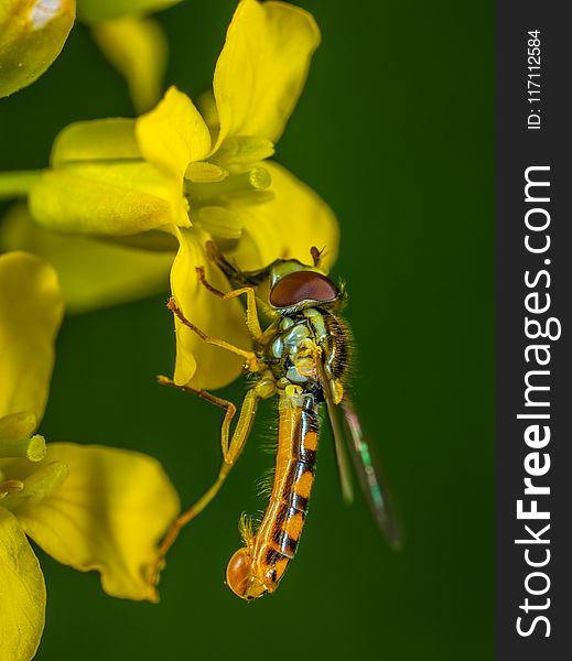 Selective Focus Photography Of Yellow Robber Fly Perched On Yellow Petaled Flower