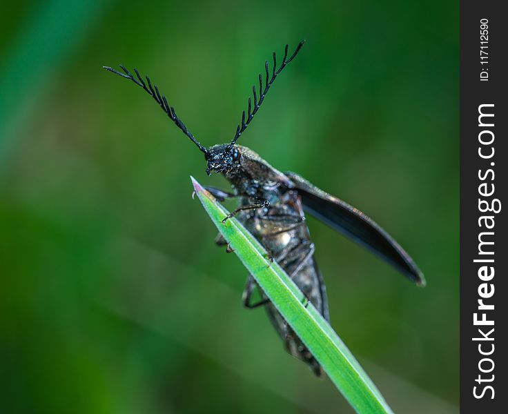 Selective Focus Photography of Black Leaf-horned Beetle Perched on Green Leaf