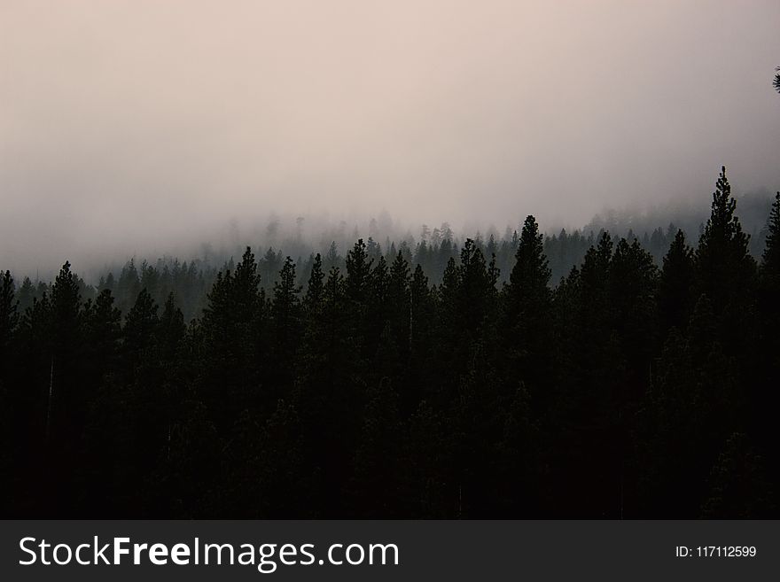 Photo of Silhouette of Trees