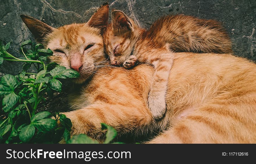 Orange Tabby Cat and Kitten