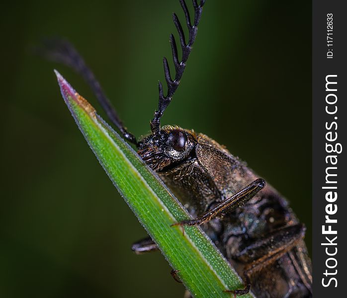 Closeup Photo of Brown Beetle