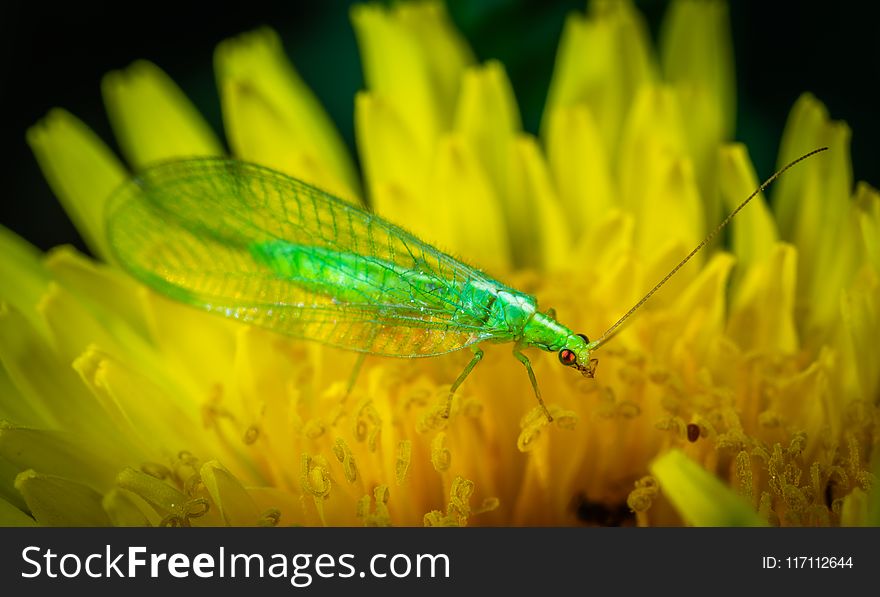 Green Dobsonfly Perched on Yellow Flower