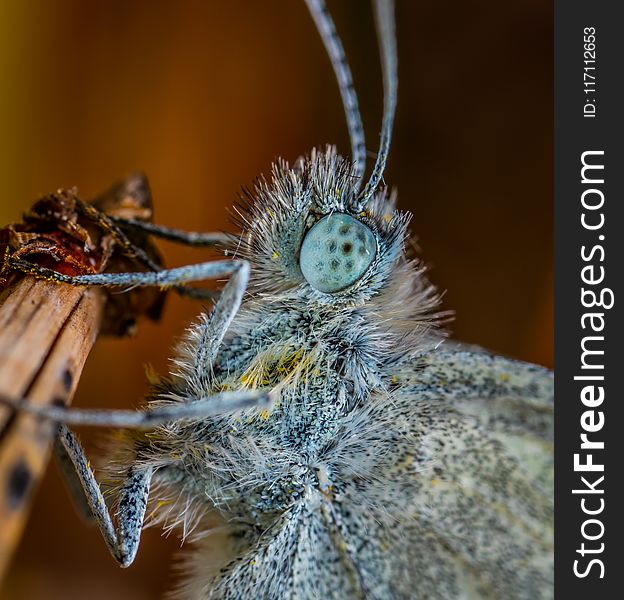 Gray Butterfly Macro Photography