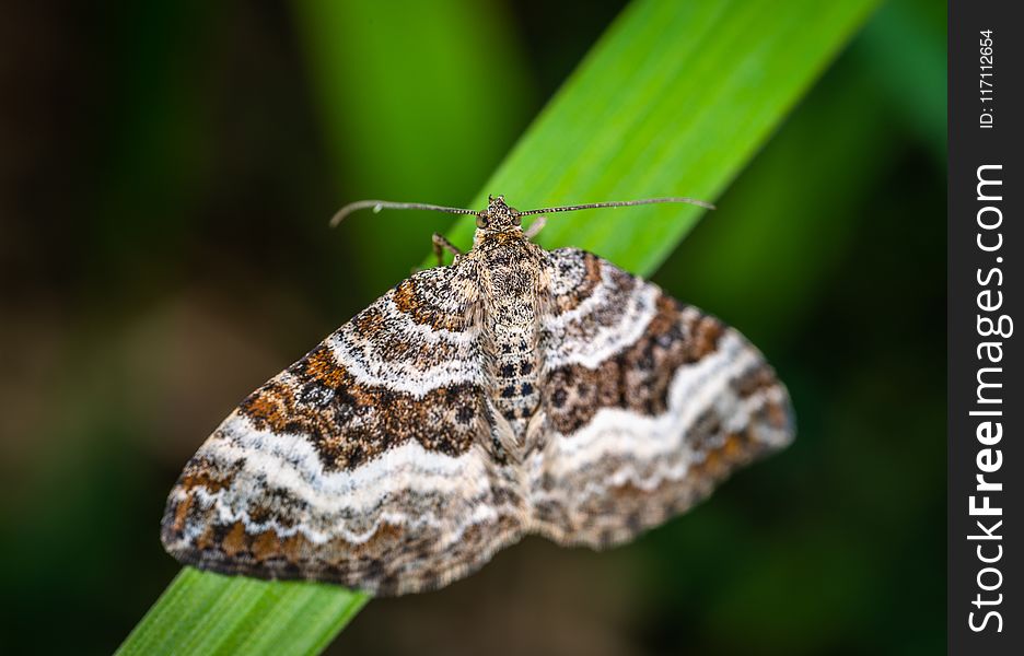 Selective Focus Photography of Gray, Brown, and Black Striped Butterfly Perched on Green Leaf
