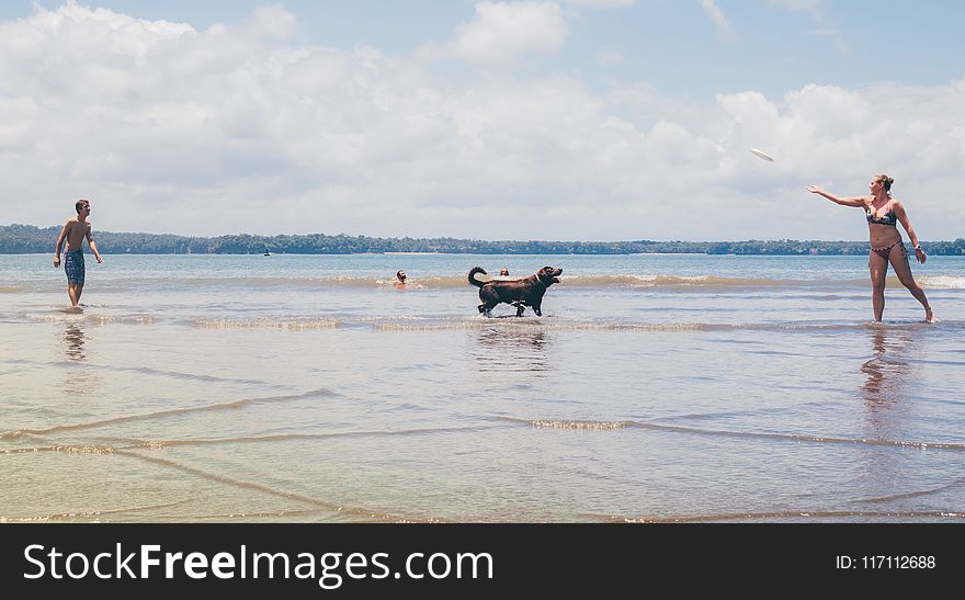 Short-coated Black Dog on Seashore