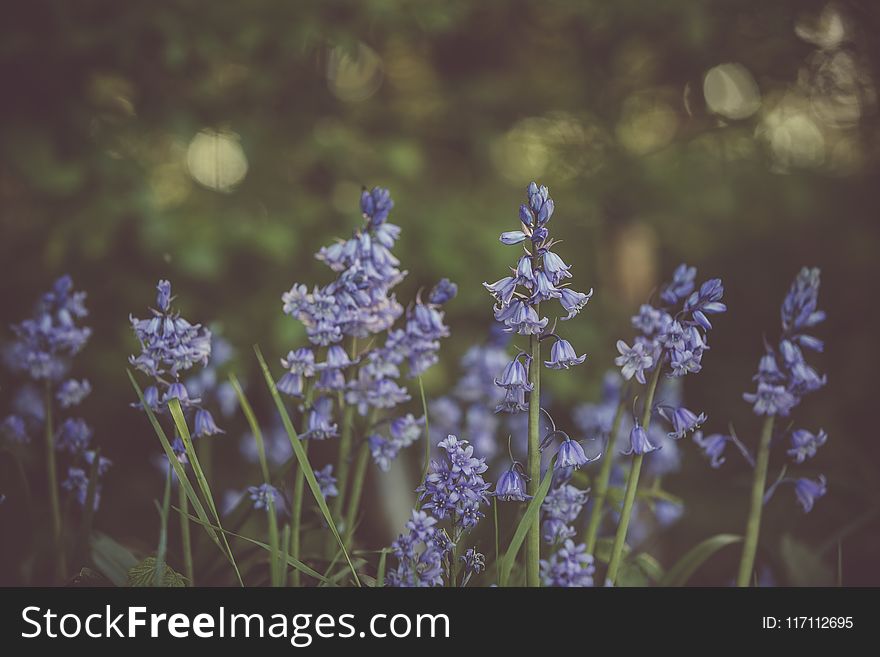 Selective Focus Photo of Purple Bluebell Flower