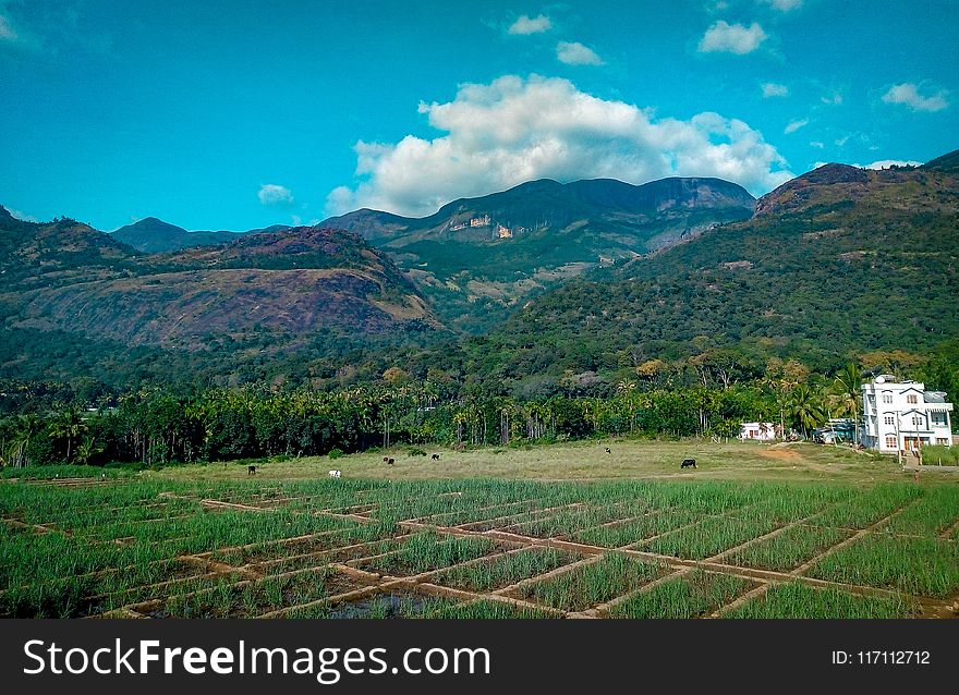 Rice Field Near Mountain at Daytime