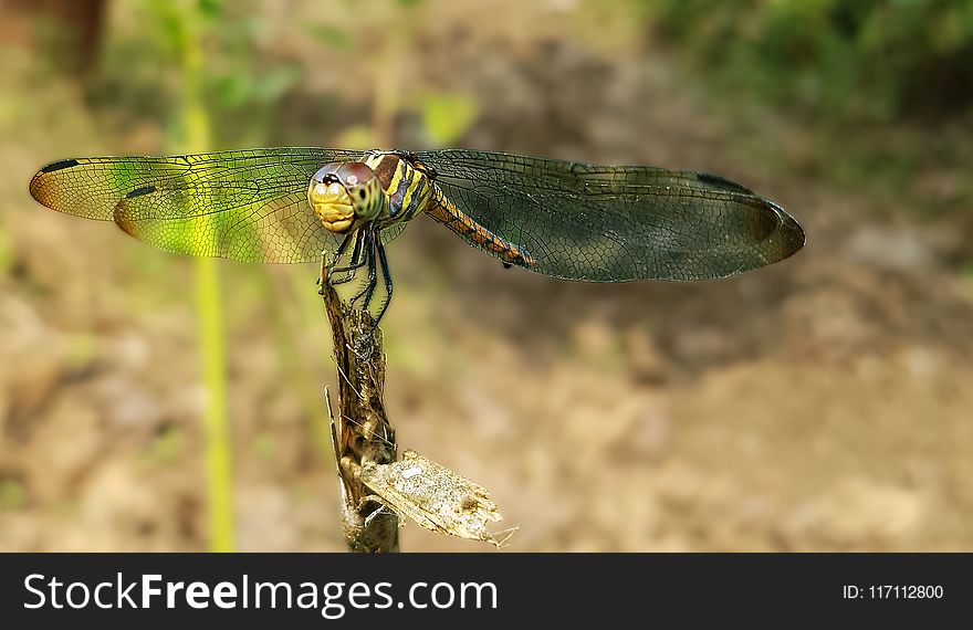 Green Dragonfly Perched On Brown Stem In Closeup Photography