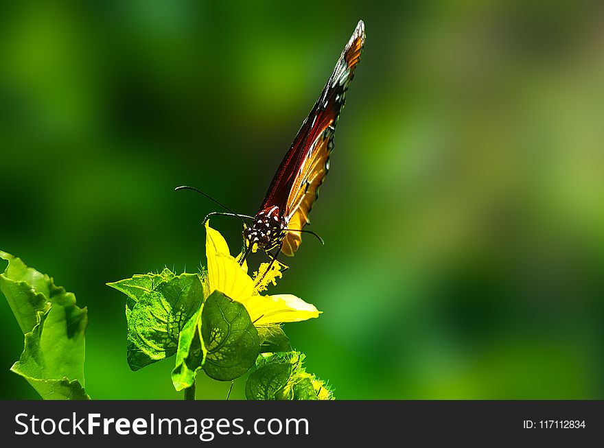 Brown Butterfly Perched on Green Leaf Plant in Closeup Photography