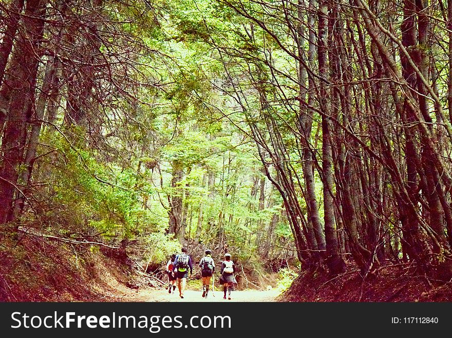 Group of Four People Walking on Tree Pathway