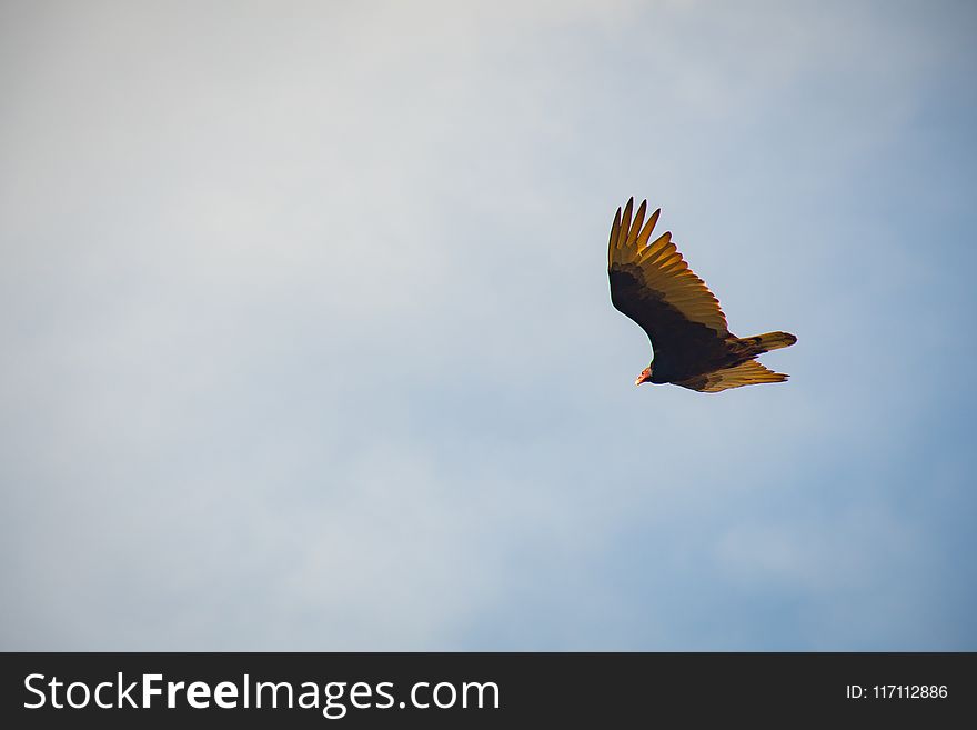 Black And Yellow Bird Flying